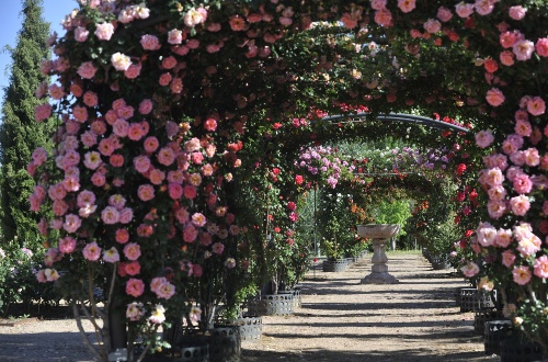 Rosaleda del Jardín Botánico de la UAH 